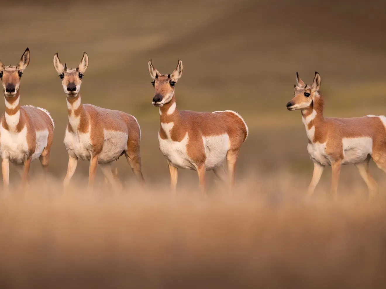 a group of pronghorn standing on a Lamar Valley ridge in Yellowstone National Park