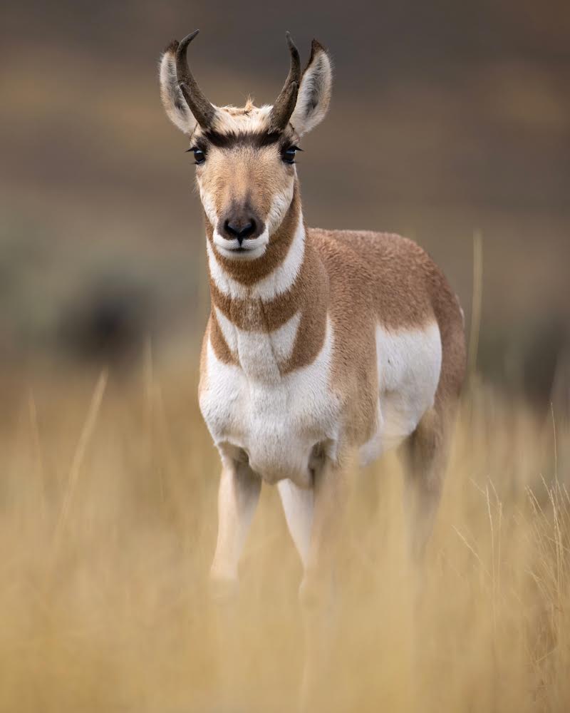 an animal looking at the camera