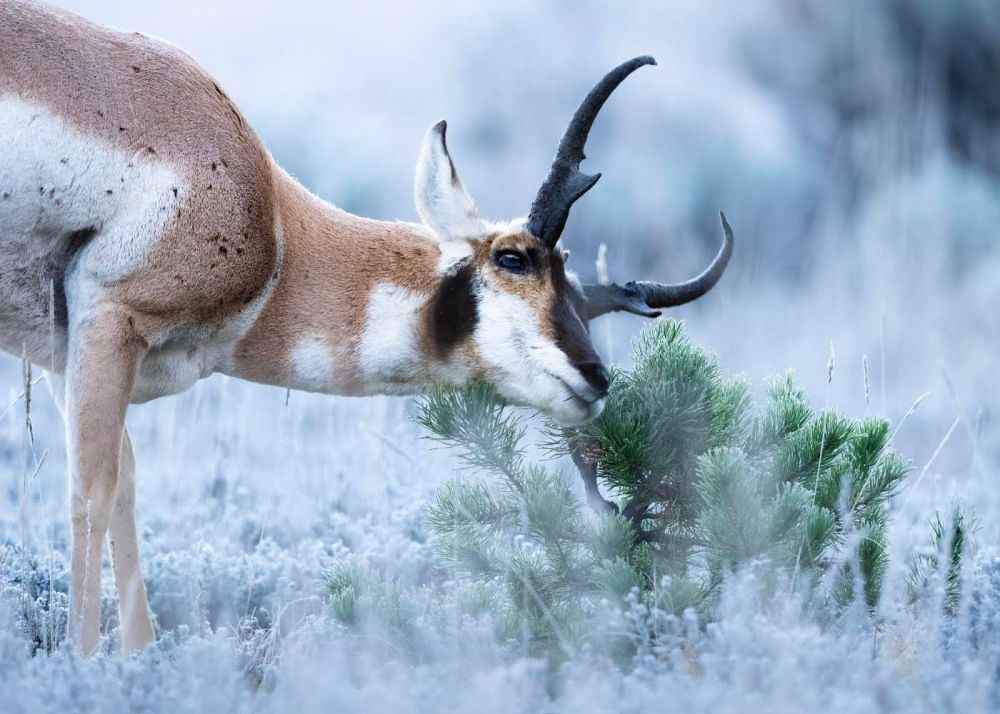 a close up of an animal