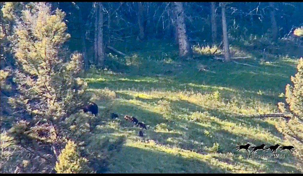 Grizzly Bear sow with 5 cubs of the year