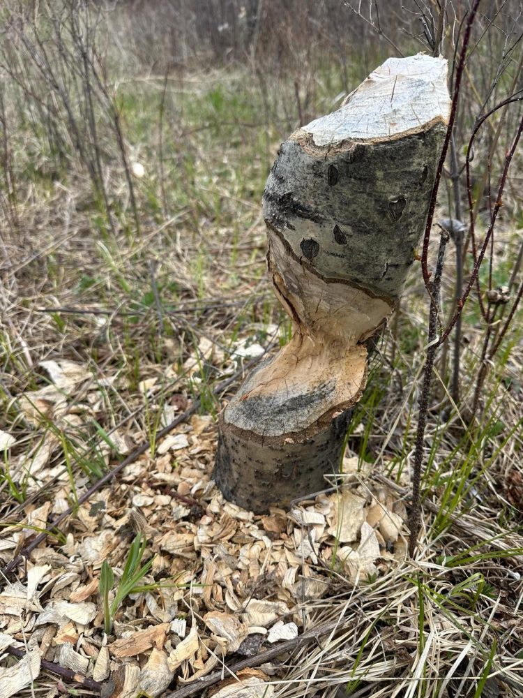 Evidence of beaver activity on an aspen tree