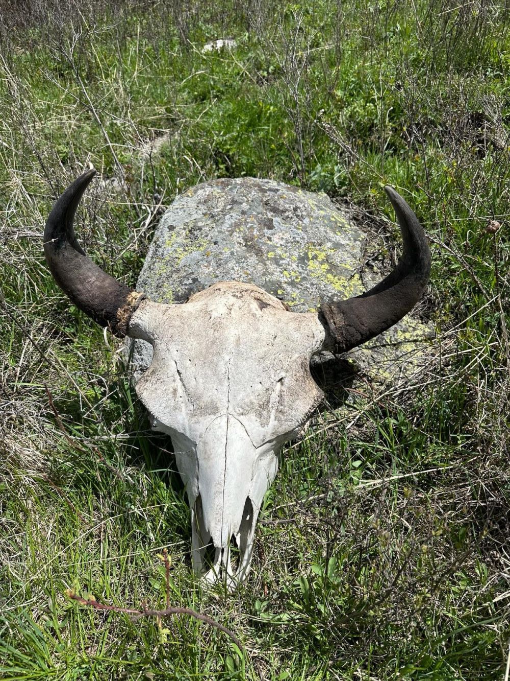 Emil McCain Bison skull found on an off-trail hike