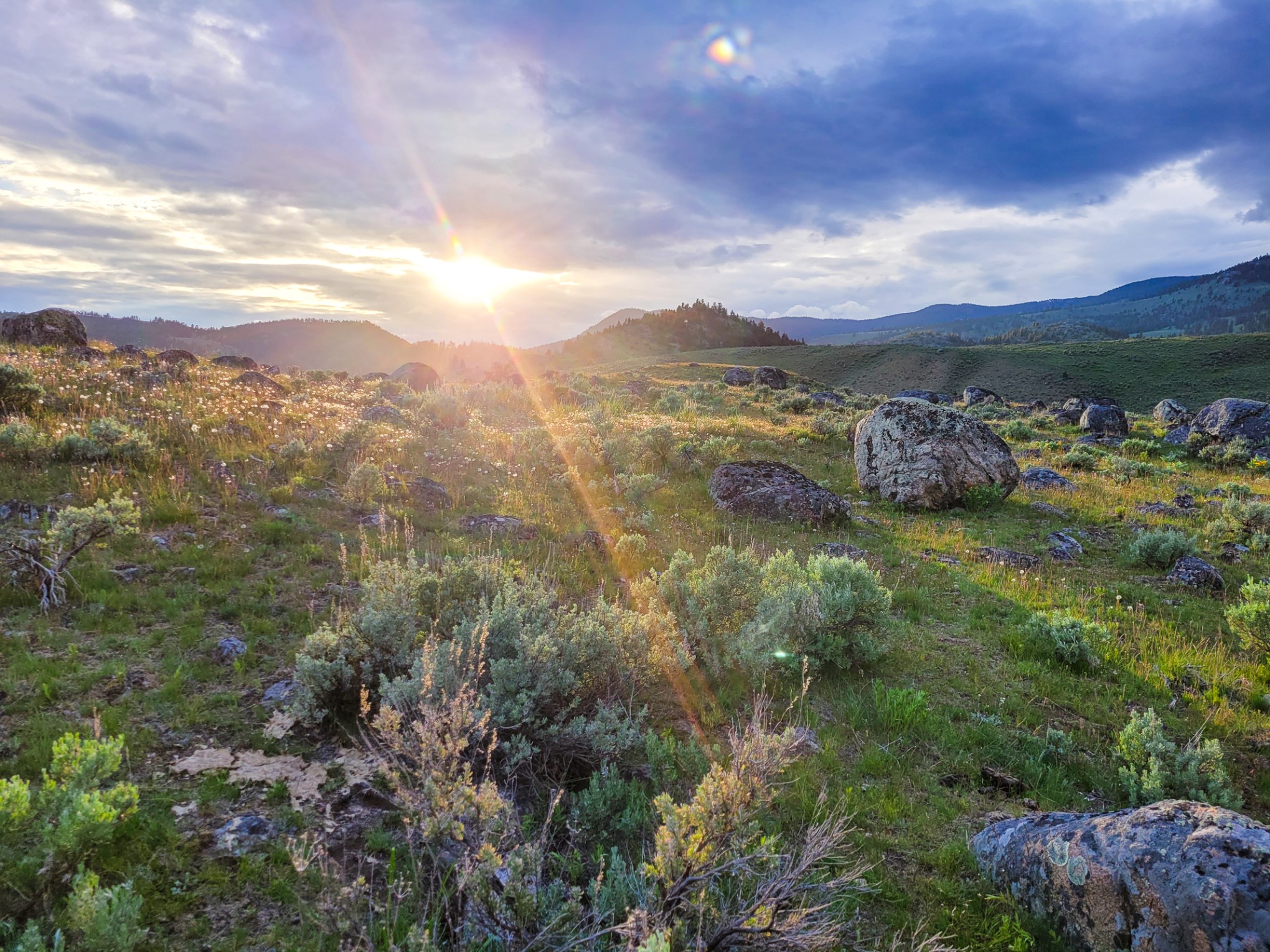 a tree with a mountain in the background as the sun sets in Yellowstone's backcountry
