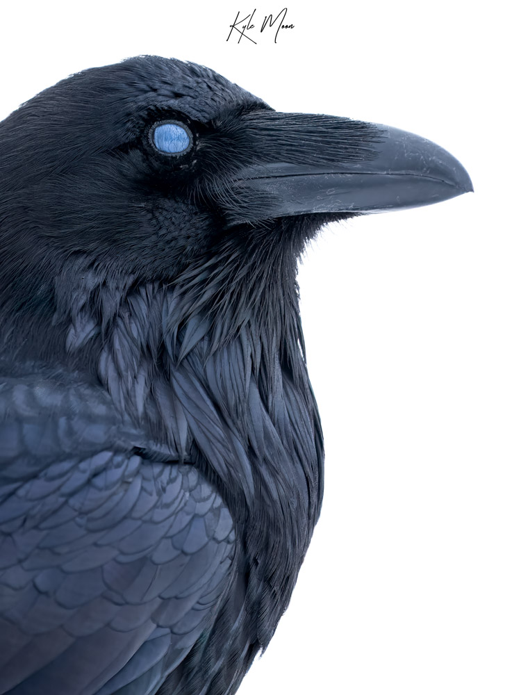 a close up of a bird