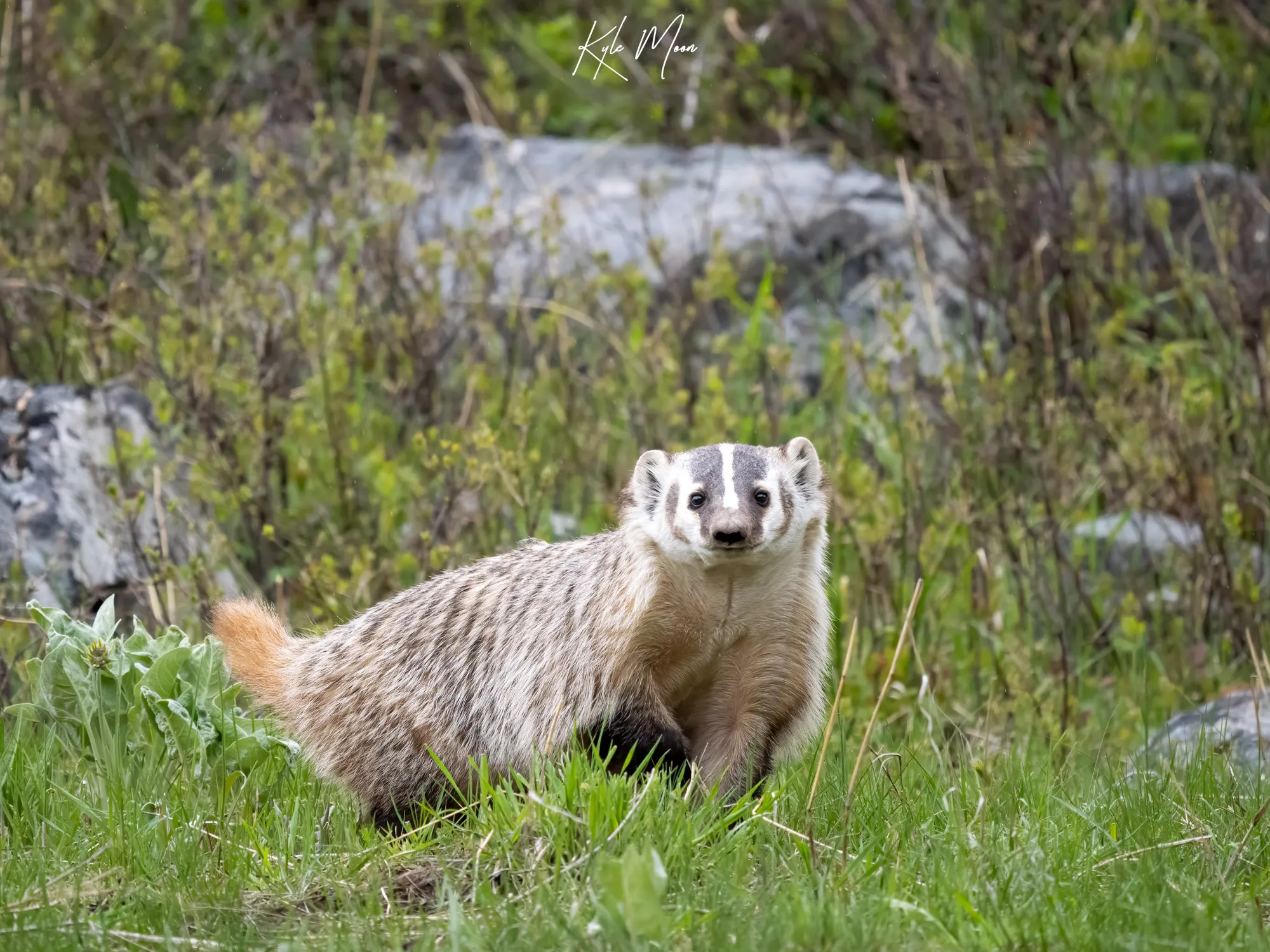 American Badger a smiling badger in Yellowstone National Park