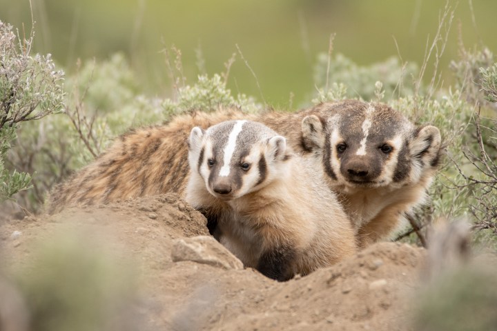American badger with kit sitting on den opening in Yellowstone