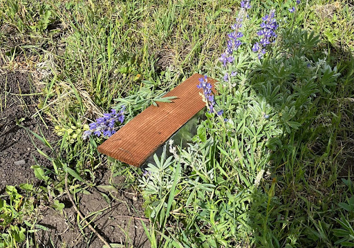 small rodent trap