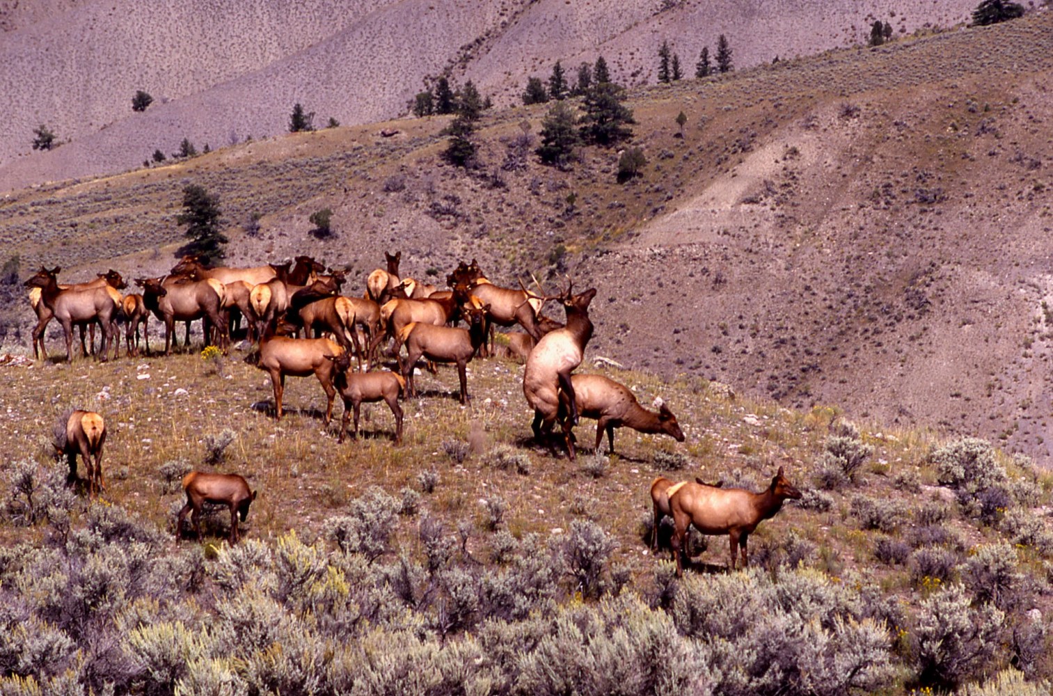 a herd of cattle standing on top of a mountain
