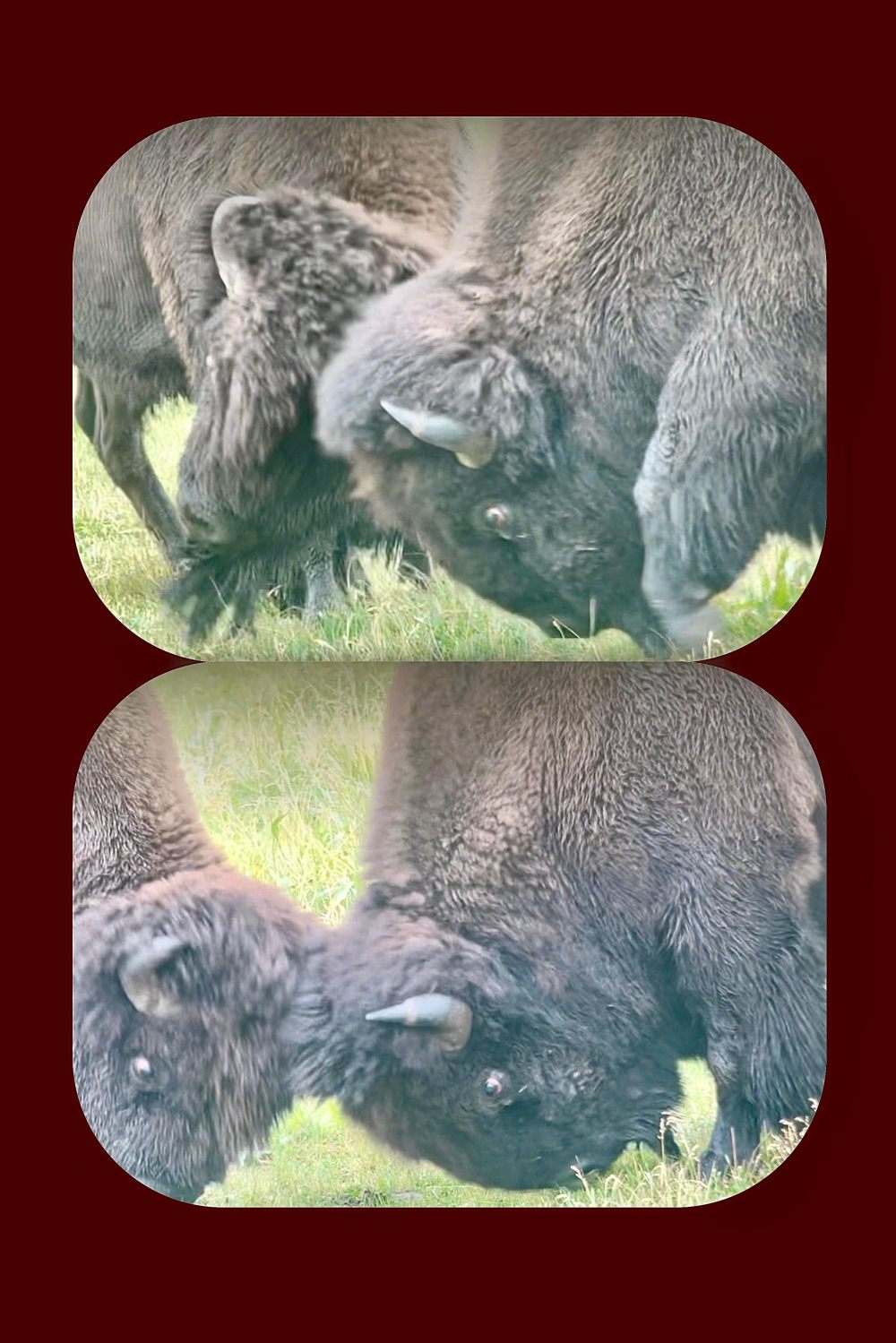 Aleksa Brill Bull bison battling head to head
