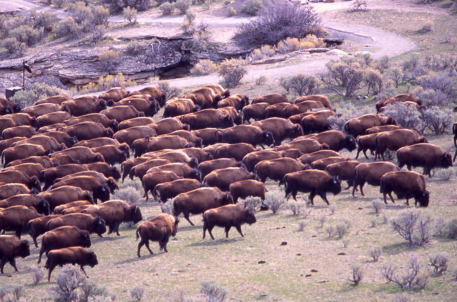 a huge bison herd in Yellowstone's Northern Range during the rut