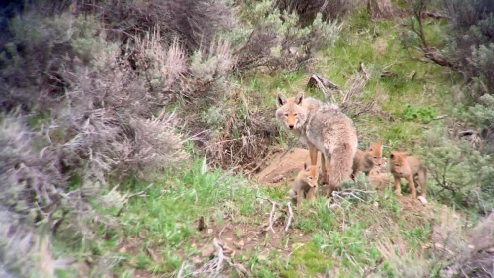 A female coyote with her pups at a den site
