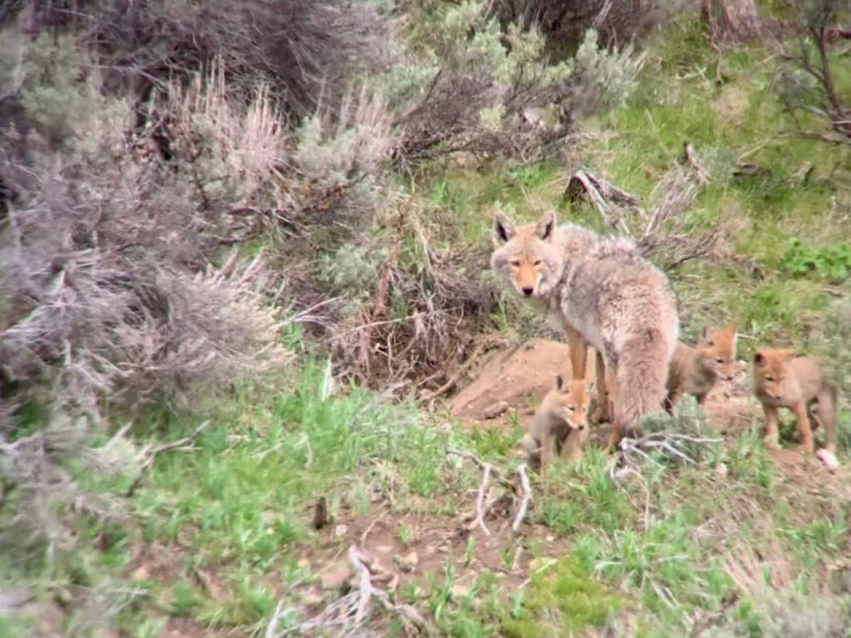 A female coyote with her pups at a den site
