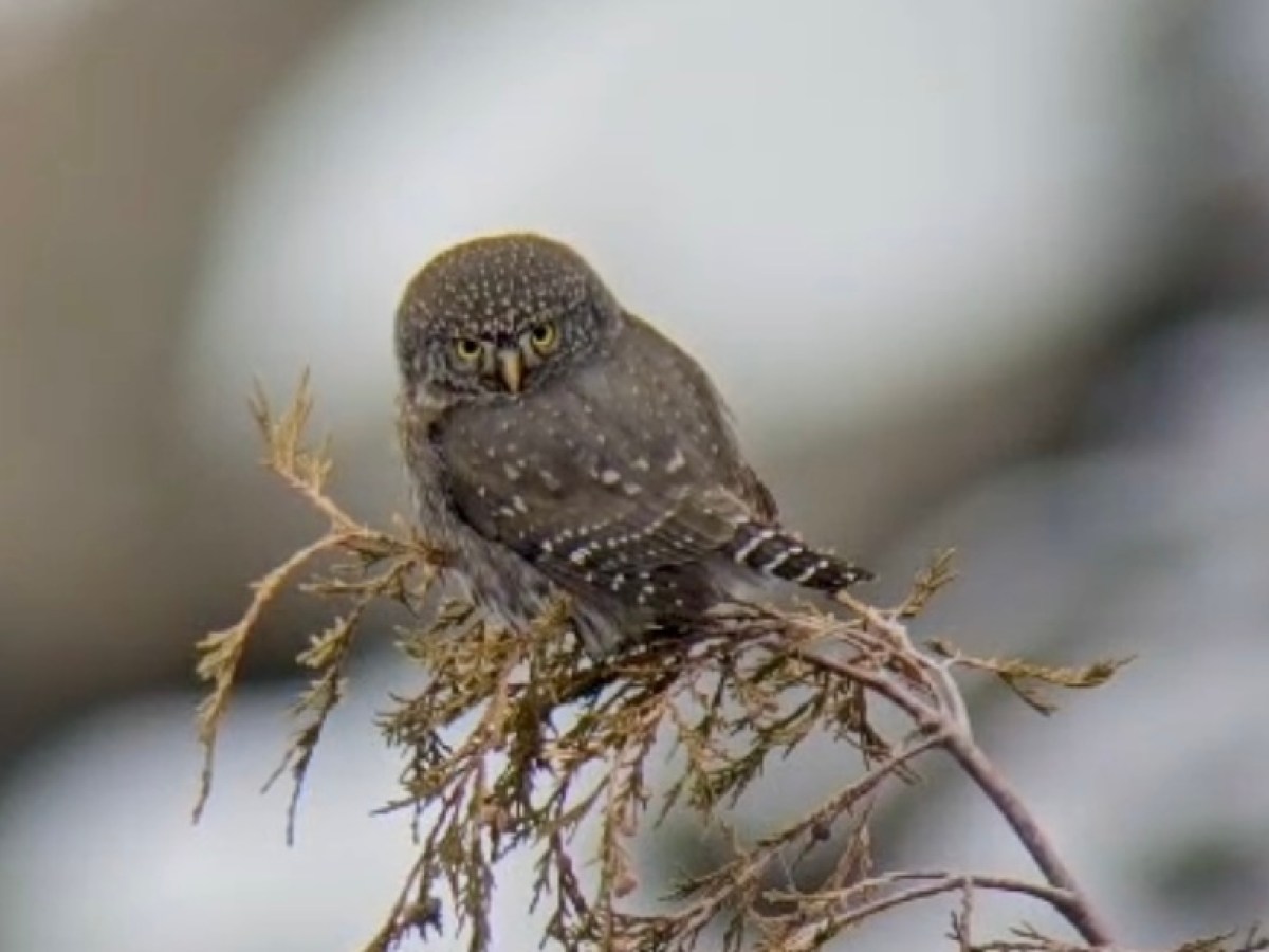 Pygmy owl preparing to hunt.