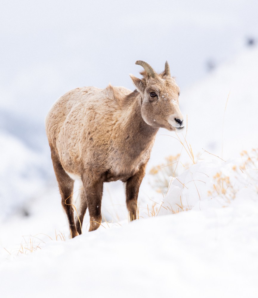 A bighorn sheep ewe grazes in the snow near Yellowstone’s north entrance. Photo by Rob Harwood