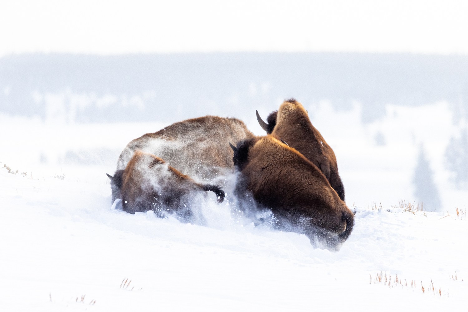 These bison had a rough time trying to escape from multiple feet of snow after they wandered into a particularly deep spot. Photo by Rob Harwood