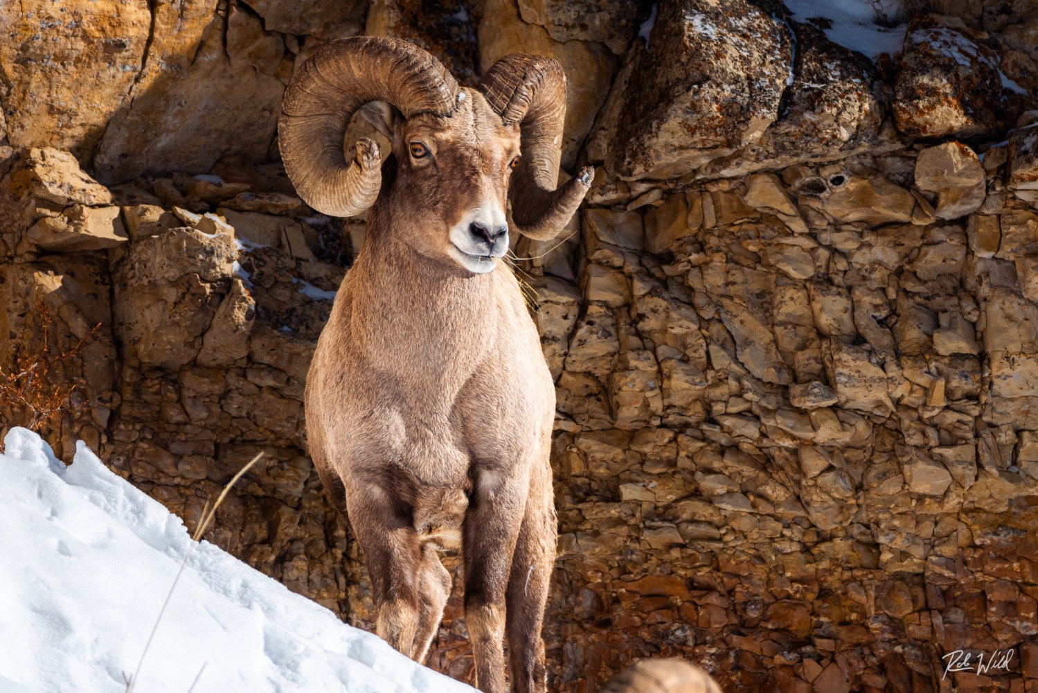 A bighorn ram pauses from his lunch to check out the group of photographers at the edge of the road watching him. Photo by Rob Harwood