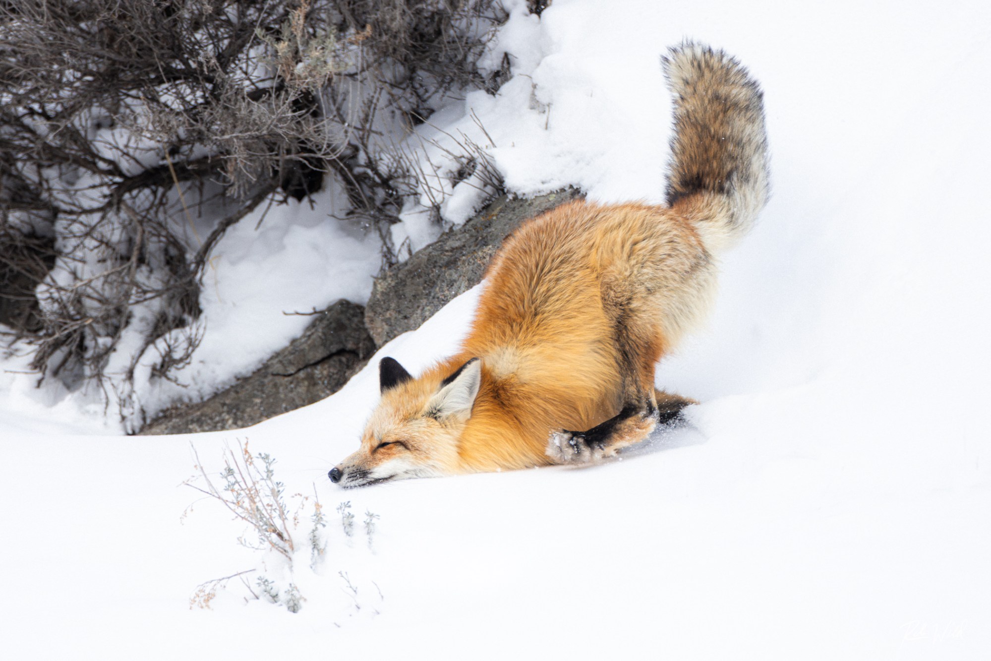 A fox tumbles through the snow as it tries to navigate down the steep hillside of Lamar Canyon. Photo by Rob Harwood