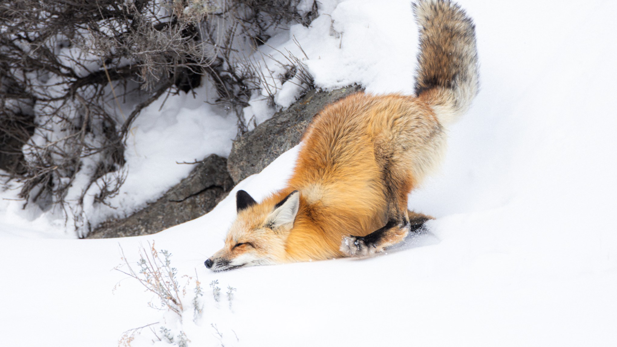 A fox tumbles through the snow as it tries to navigate down the steep hillside of Lamar Canyon. Photo by Rob Harwood