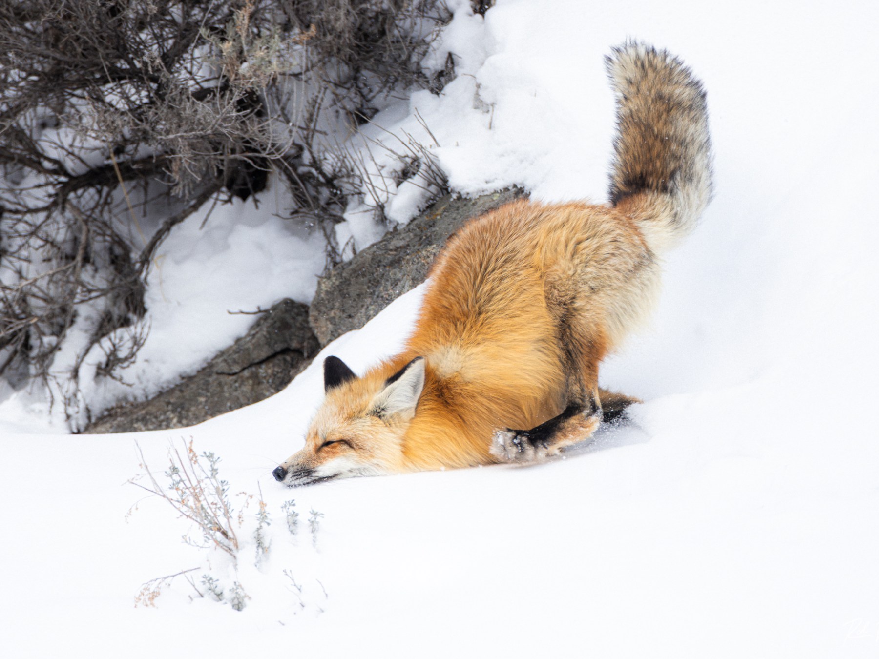 A fox tumbles through the snow as it tries to navigate down the steep hillside of Lamar Canyon. Photo by Rob Harwood