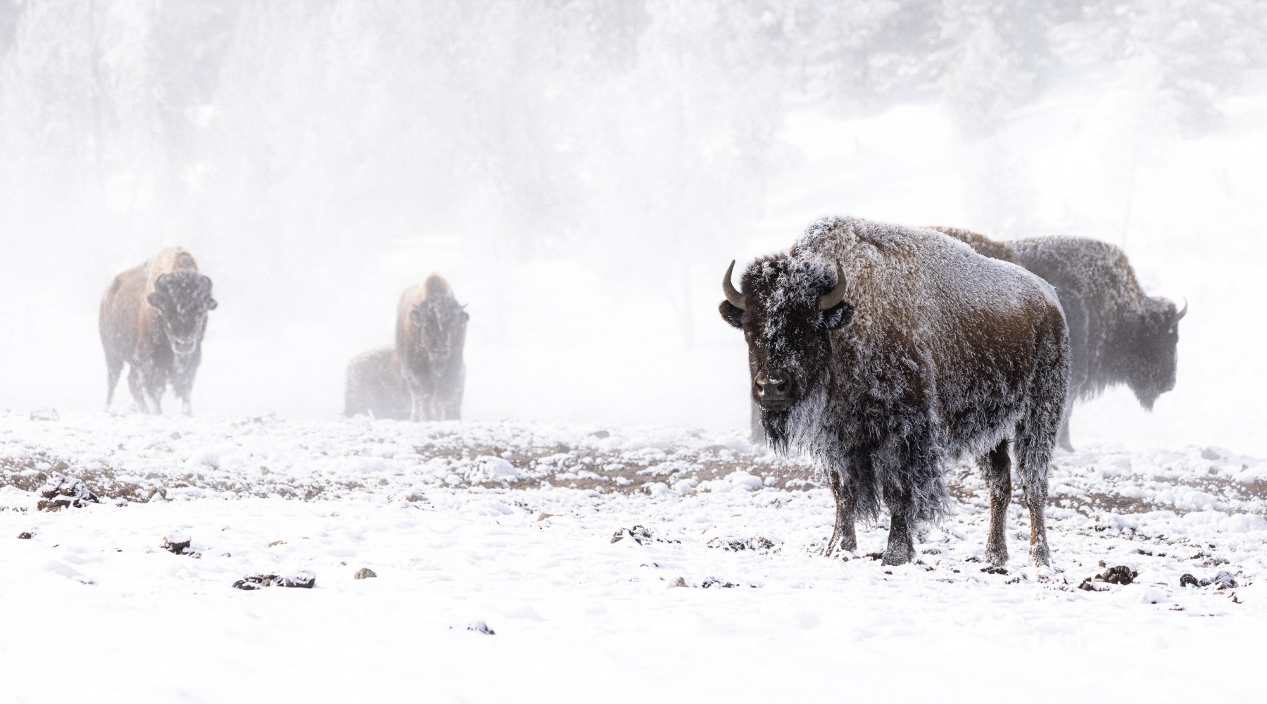 Bison in Midway Geyser Basin seem perfectly fine with getting coated in frost from hot spring steam in exchange for not having to deal with as much snow on the ground. Photo by Rob Harwood