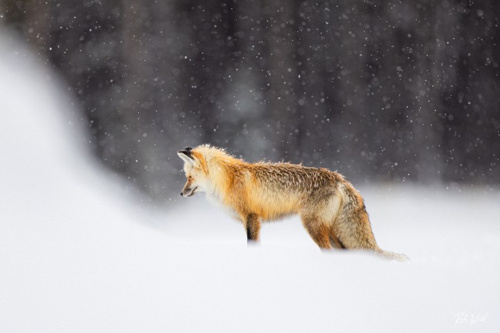 This fox was listening intently for any signs of rodent activity beneath the snow. Photo by Rob Harwood