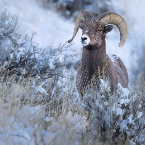 Our first species was one of my favorites: bighorn sheep. Photo by Evan Watts