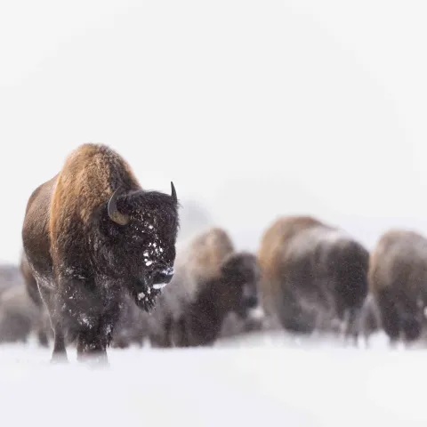 A herd of bison travelling down the road towards us. Photo by Evan Watts