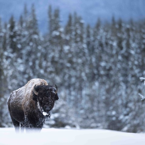 Enormous bull bison walking down the middle of the snow-covered roadway. Photo by Evan Wattsa bear in the snow