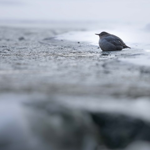 North America’s only aquatic songbird: the American dipper. Photo by Evan Watts