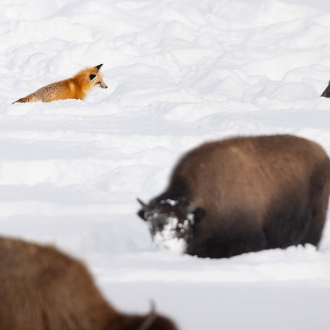 A red fox hunting among a herd of bison. Photo by Evan Watts
