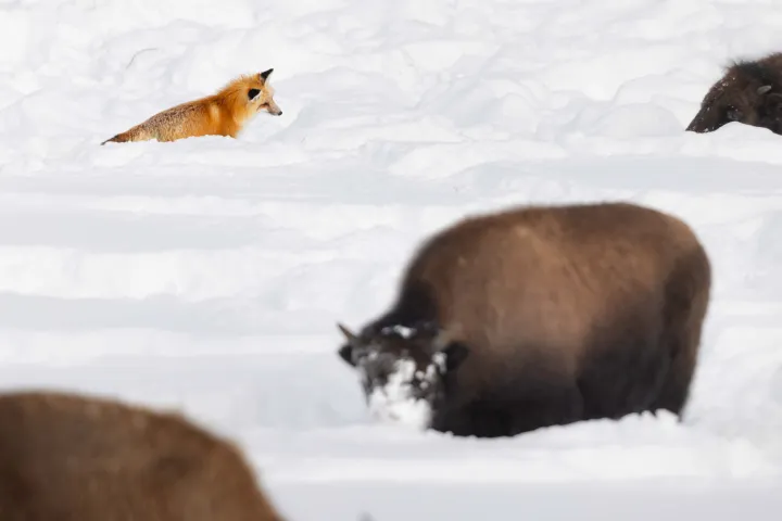 A red fox hunting among a herd of bison. Photo by Evan Watts