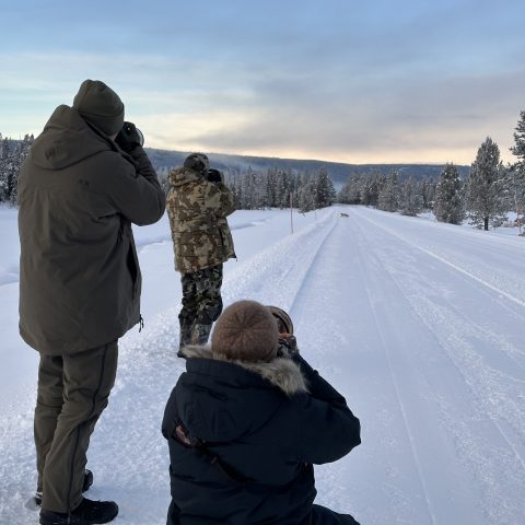 We began our day with a red fox eating a long-tailed weasel. My clients got some nice photos from this scene. Photo by Evan Watts