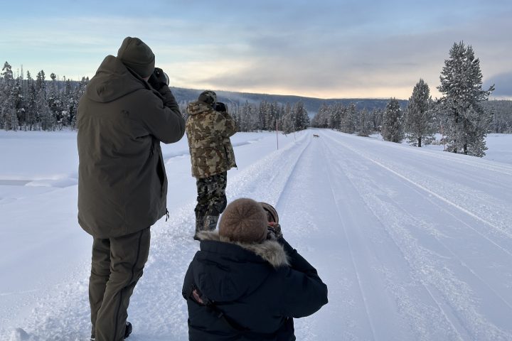We began our day with a red fox eating a long-tailed weasel. My clients got some nice photos from this scene. Photo by Evan Watts