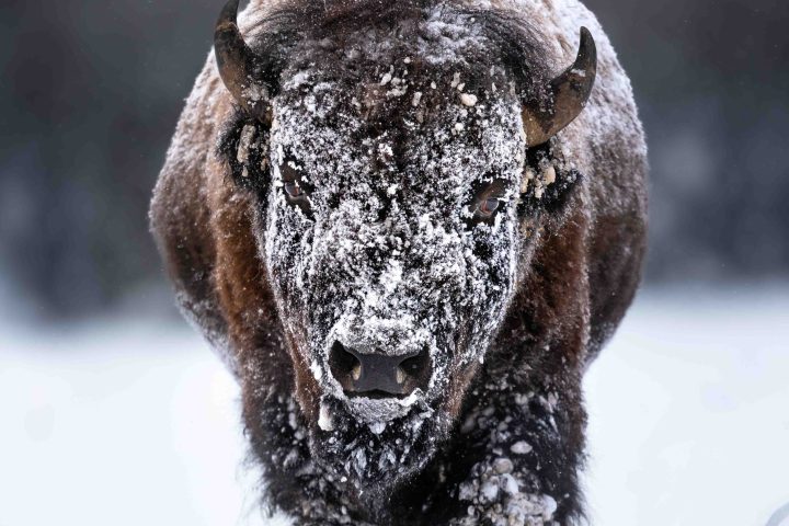 Bison encrusted in snow during a Yellowstone winte