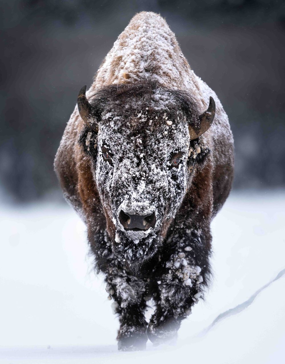 Bison encrusted in snow during a Yellowstone winte
