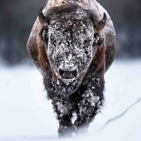 Bison encrusted in snow during a Yellowstone winte