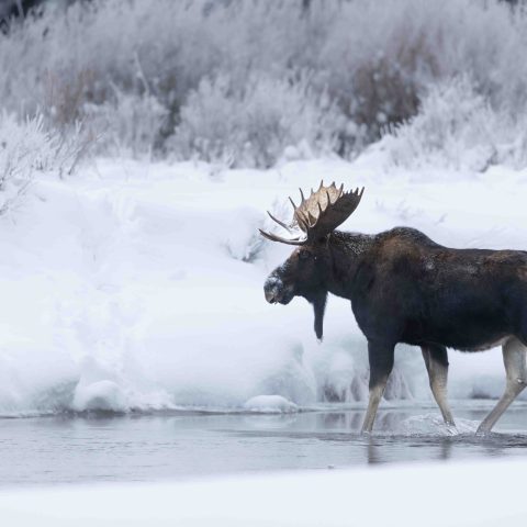 The photo you dream of when you imagine moose in a winter wonderland. Our first species was one of my favorites: bighorn sheep. Photo by Evan Watts