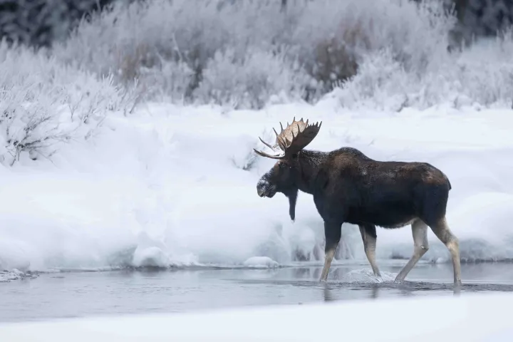 The photo you dream of when you imagine moose in a winter wonderland. Our first species was one of my favorites: bighorn sheep. Photo by Evan Watts
