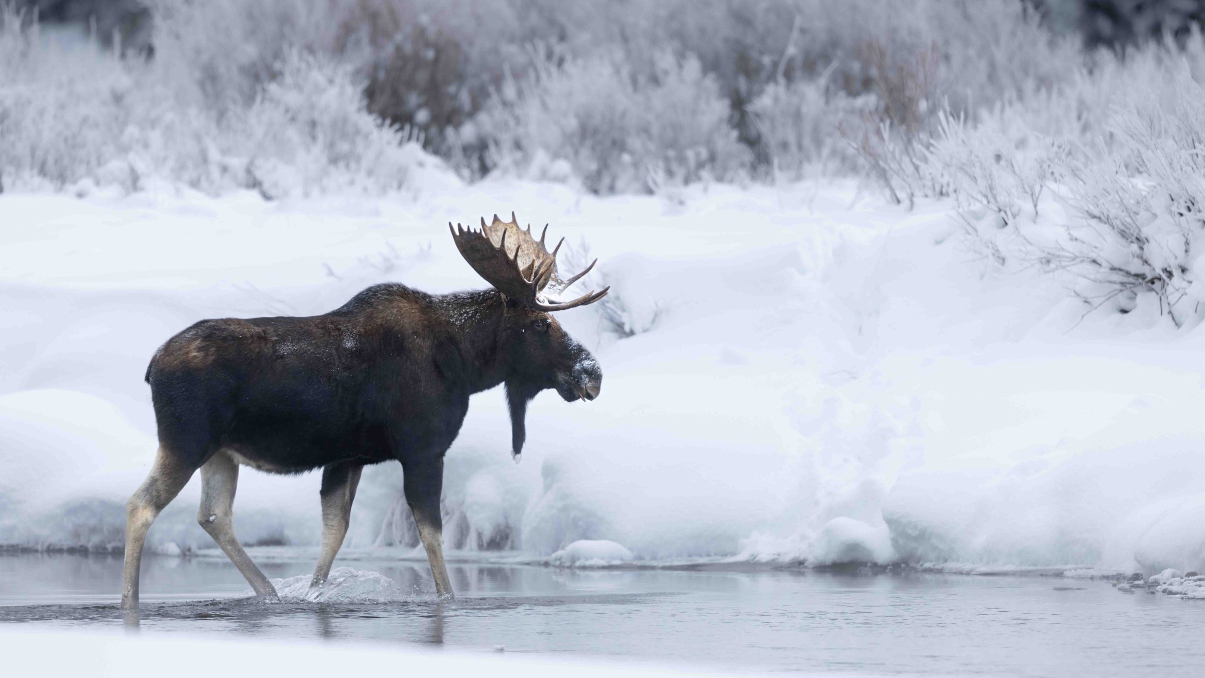 The photo you dream of when you imagine moose in a winter wonderland. Our first species was one of my favorites: bighorn sheep. Photo by Evan Watts