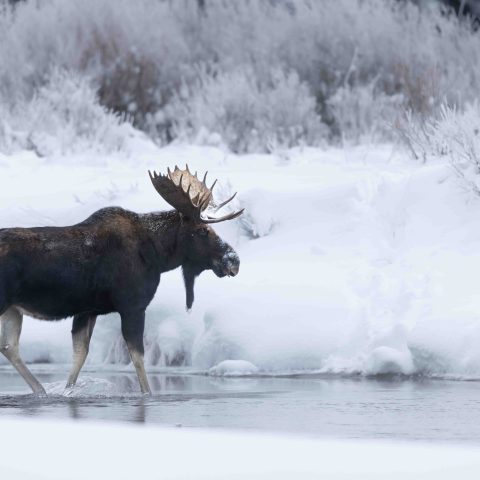 The photo you dream of when you imagine moose in a winter wonderland. Our first species was one of my favorites: bighorn sheep. Photo by Evan Watts