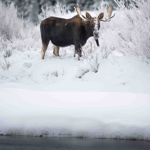 The photo you dream of when you imagine moose in a winter wonderland.