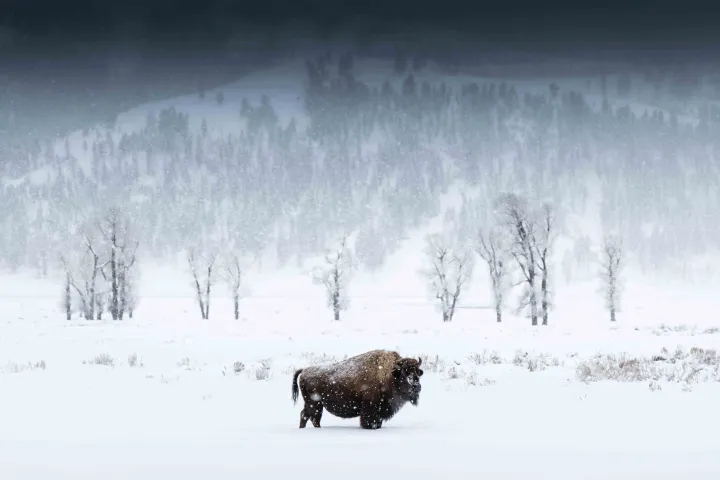 Bison on the move in Lamar Valley. By Evan Watts