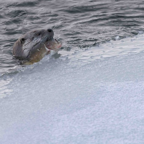 A river otter with an enormous trout in its mouth. Photo by Evan Watts