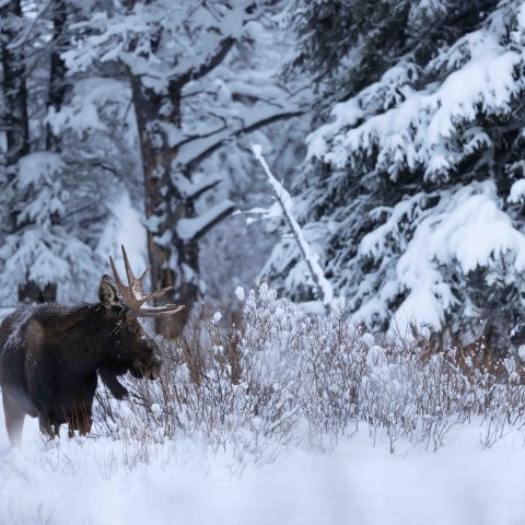 There’s just nothing like a big, antlered bull moose in a snowy forest. Photo by Evan Watts