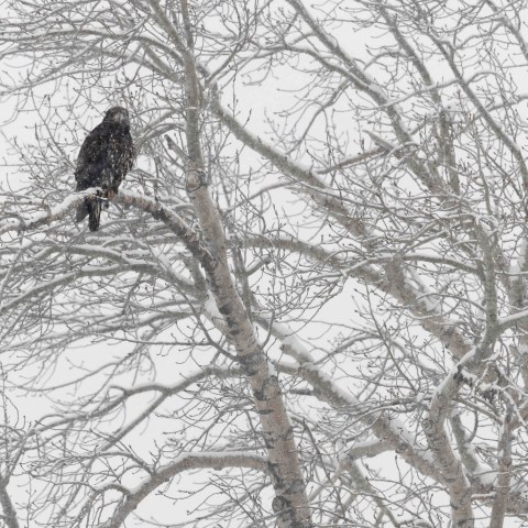 Golden eagle hunting ducks.