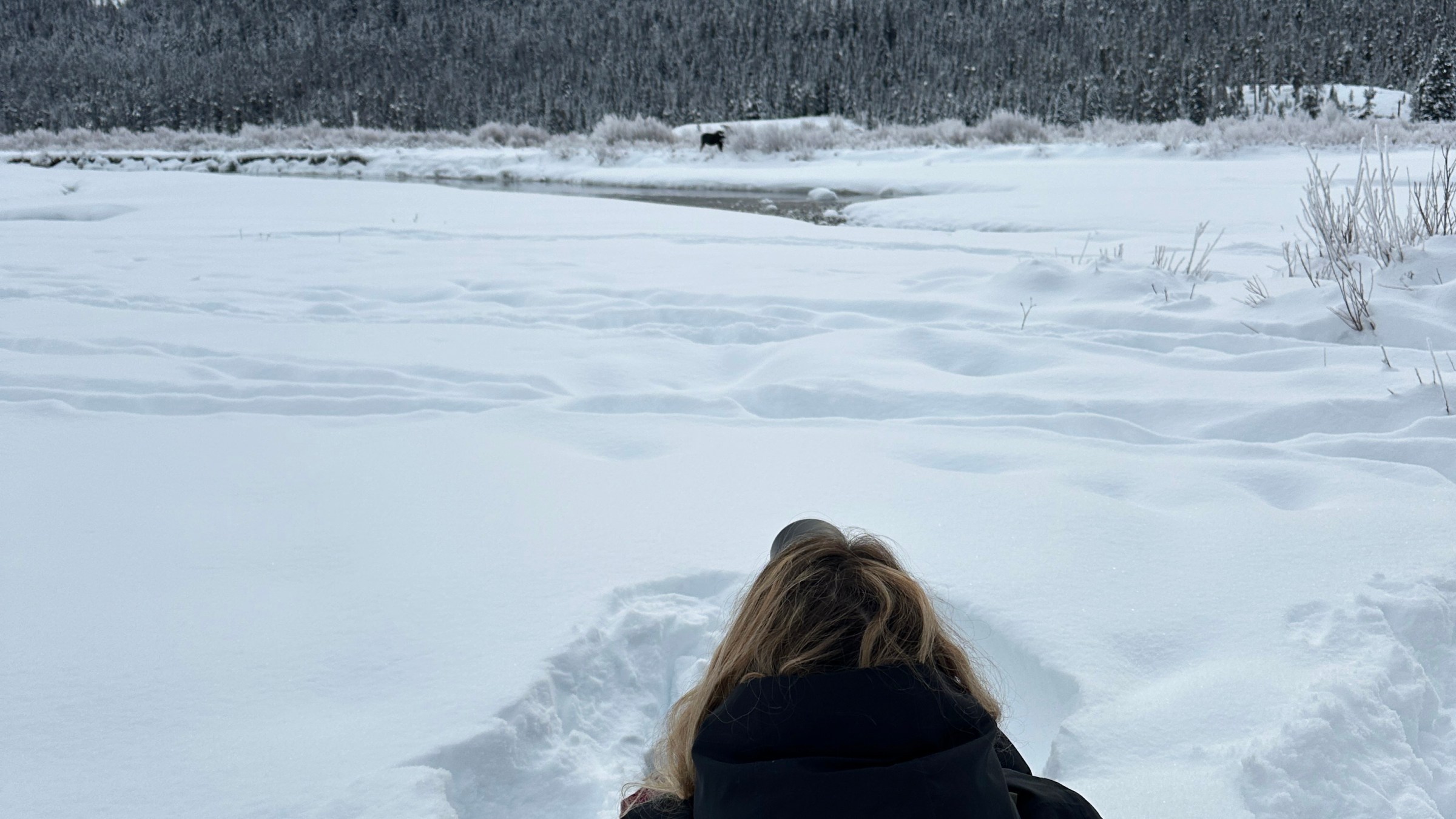 Upon finding moose early on the fourth day, we got ourselves into (position) that gave us an incredible, eye level perspective on the moose., always watching their behavior to ensure we they remain unbothered by our presence.