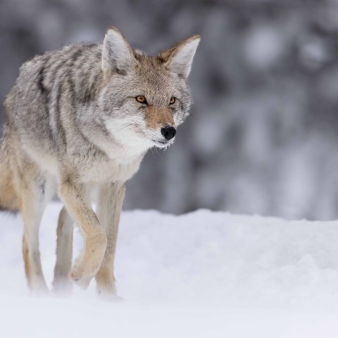 We enjoyed a brief encounter with a coyote. Photo by Evan Watts