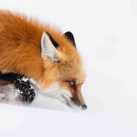 A red fox breaking trail through fresh, deep snow. Photo by Evan Watts