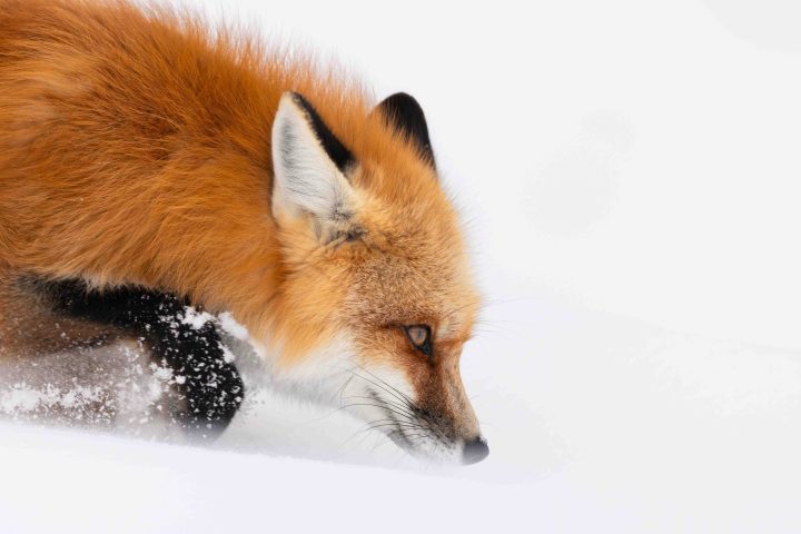 A red fox breaking trail through fresh, deep snow. Photo by Evan Watts