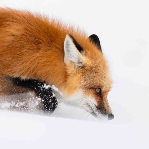 A red fox breaking trail through fresh, deep snow. Photo by Evan Watts